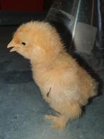 Kuikens Cochin kriel, Dieren en Toebehoren, Pluimvee, Vrouwelijk, Kip