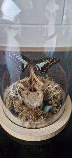 Stolp met echte vlinder, Huis en Inrichting, Woonaccessoires | Stolpen, Ophalen of Verzenden, Zo goed als nieuw