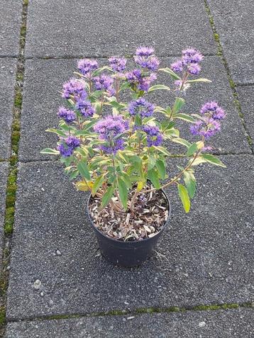 Caryopteris grand blue (baart bloem) beschikbaar voor biedingen