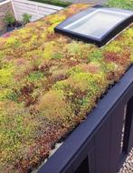 Sedum groen dak cassettes maak het eenvoudig zelf, Tuin en Terras, Ophalen of Verzenden, Overige soorten, Volle zon
