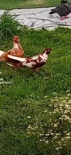 Te koop koppel, Meerdere dieren, Overige soorten