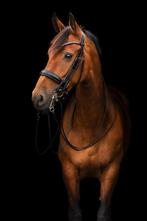 Schockemohle Venice stang en trens hoofdstel, Dieren en Toebehoren, Paarden en Pony's | Hoofdstellen en Tuigage, Ophalen of Verzenden