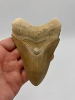 4.7 inch!!! Bone Valley, Florida Otodus Megalodon haaientand, Verzamelen, Mineralen en Fossielen, Ophalen of Verzenden, Fossiel