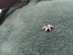 Springspinnen jumping spiders , everglades,bahamas, Dieren en Toebehoren, Spin of Schorpioen