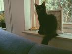 goed gesocialiserden  kitten zoekt nog haar goudenmantje,, Dieren en Toebehoren, Katten en Kittens | Overige Katten, Poes, 0 tot 2 jaar