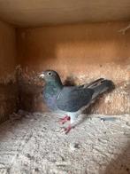 Postduif duivin, Dieren en Toebehoren, Vogels | Duiven, Vrouwelijk, Postduif