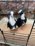 Duiven, Dieren en Toebehoren, Meerdere dieren, Overige soorten