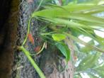 Groep vuurgarnalen  / Red Cherry garnalen voor liefhebber, Dieren en Toebehoren, Vissen | Aquariumvissen, Kreeft, Krab of Garnaal