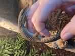 Jonge stekelstaartvaranen - Varanus acanthurus, Dieren en Toebehoren, Reptielen en Amfibieën, Hagedis