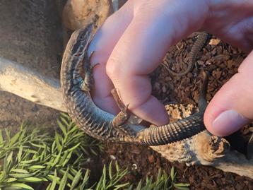 Jonge stekelstaartvaranen - Varanus acanthurus beschikbaar voor biedingen
