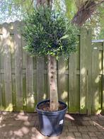 Hele mooie olijfboom Olea Europaea met dikke stam, 100 tot 250 cm, Olijfboom, Zomer, Ophalen