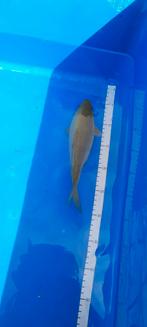 Chagoi, Dieren en Toebehoren, Karper of Koi