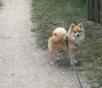 Pomriaan/chow chow, Dieren en Toebehoren, Rabiës (hondsdolheid), 1 tot 2 jaar, Eén hond, Nederland