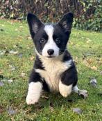Te koop superleuke Welsh Corgi pups, Dieren en Toebehoren, Honden | Herdershonden en Veedrijvers, Nederland, CDV (hondenziekte)