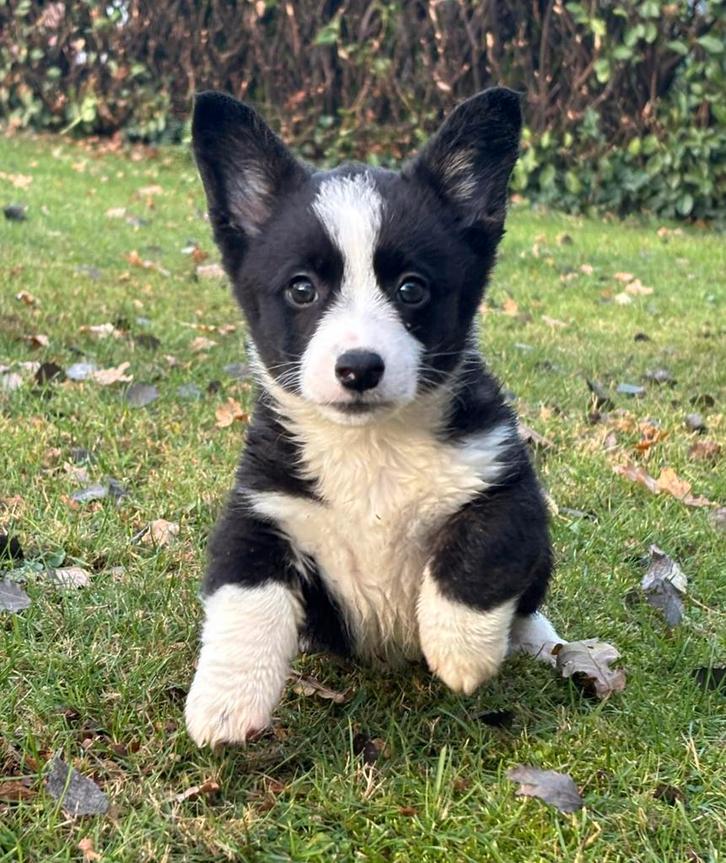 Te koop superleuke Welsh Corgi pups, Dieren en Toebehoren, Honden | Herdershonden en Veedrijvers, Meerdere dieren, Herder, Fokker | Professioneel