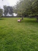 Clun forest, Dieren en Toebehoren, Schapen, Geiten en Varkens, Meerdere dieren, Schaap