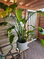 Strelitzia, Huis en Inrichting, Kamerplanten, Ophalen of Verzenden