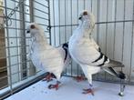 Italiaanse Meeuwen IJskleur, Meerdere dieren, Overige soorten