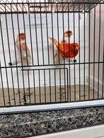 Witpen +diverse kleuren mannen, Dieren en Toebehoren, Vogels | Kanaries, Meerdere dieren, Kleurkanarie