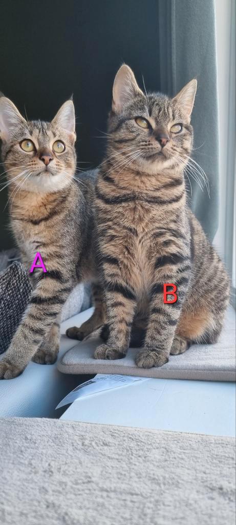 Kittens junior, Dieren en Toebehoren, Katten en Kittens | Raskatten | Korthaar, Meerdere dieren