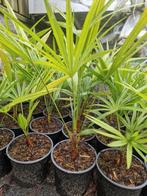 Princeps  New form x princeps, Tuin en Terras, Ophalen of Verzenden, Overige soorten, Volle zon