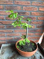Haagbeuk bonsai starter, Tuin en Terras, Minder dan 100 cm, Halfschaduw, Overige soorten, Ophalen