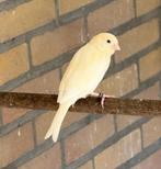 vogels, Dieren en Toebehoren, Vogels | Parkieten en Papegaaien