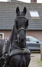 Knappe 3-jarige betuigde Fries / Friese hengst, Dieren en Toebehoren, Met stamboom, Niet van toepassing, Hengst, 3 tot 6 jaar