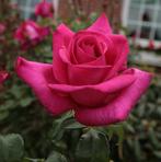Rosa Parole THEE Geurend, snijroos potroos geurroos tuinroos, Overige soorten, Volle zon, Vaste plant, Ophalen of Verzenden