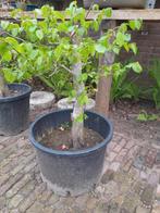 Bonsai pré bonsai beuk fagus, Minder dan 100 cm, Overige soorten, Ophalen of Verzenden