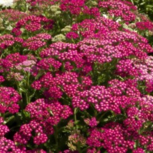 Achilliea millefolium duizendblad, vaste plant, bodembedekke, Tuin en Terras, Planten | Tuinplanten, Vaste plant, Overige soorten