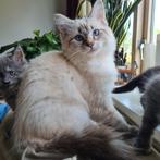 Ragdoll poes, Dieren en Toebehoren, Katten en Kittens | Raskatten | Langhaar, Poes, Gechipt, 0 tot 2 jaar