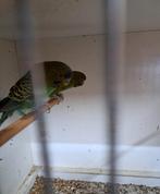 Koppel groene blackface, Meerdere dieren, Parkiet