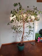 Grote Ficus Benjamina met Pot - Schijndel, Ophalen