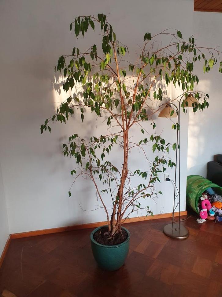 Grote Ficus Benjamina met Pot - Schijndel, Huis en Inrichting, Kamerplanten, Ophalen