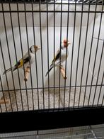 Koppel eumo majoor putters, Dieren en Toebehoren, Vogels | Overige Vogels, Meerdere dieren, Wildzangvogel