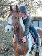 Super fijne bonte merrie, kruising koudbloed, 1.59m, 4jr, Dieren en Toebehoren, Paarden, Merrie, Minder dan 160 cm, Zadelmak, 3 tot 6 jaar