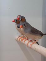 4-1 Timor Zebravink, Dieren en Toebehoren, Vogels | Overige Vogels, Meerdere dieren, Tropenvogel, Geringd