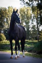Mooie kwaliteitsvolle Total U.S x Rhodium ruin, Dieren en Toebehoren, Paarden, 175 cm of meer, Gechipt, Ruin, Dressuurpaard