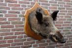 Schitterende grote opgezette wilde zwijnenkop op schild, Ophalen of Verzenden, Zo goed als nieuw, Wild dier, Opgezet dier
