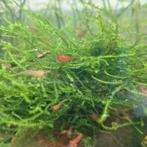 Garnaaltjes, Dieren en Toebehoren, Vissen | Aquariumvissen, Kreeft, Krab of Garnaal