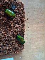 Chlorocala africana africana, Dieren en Toebehoren, Insecten en Spinnen