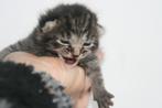 Europese korthaar kittens, Meerdere dieren, 0 tot 2 jaar, Gechipt