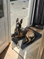 Een mooi Mechelse herder, Parvo, Teef, Eén hond, 3 tot 5 jaar