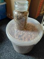 Walnoten te koop, Ophalen of Verzenden