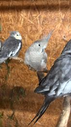 0-1 creamface witmasker valkparkiet gezoomd, Dieren en Toebehoren, Vogels | Parkieten en Papegaaien, Vrouwelijk, Parkiet, Geringd