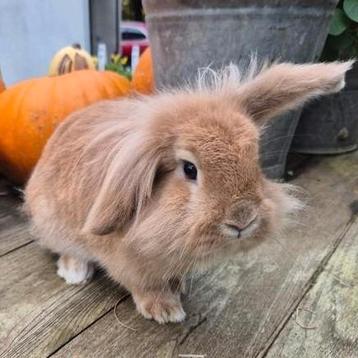 Lieve voedster, 8 maanden oud beschikbaar voor biedingen