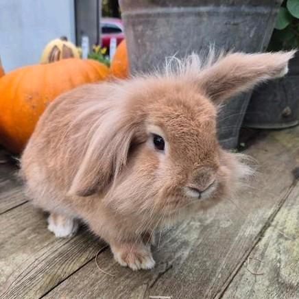 Lieve voedster, 8 maanden oud, Dieren en Toebehoren, Konijnen, Klein, Vrouwelijk, 0 tot 2 jaar, Hangoor