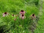 bloeiende vaste planten voor de vlinders en bijen, Ophalen, Vaste plant, Overige soorten