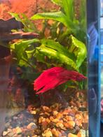 Betta man, Dieren en Toebehoren, Vissen | Aquariumvissen, Vis
